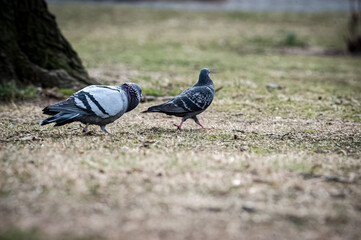 Pigeons looking for mate 