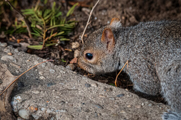 squirrel close up 