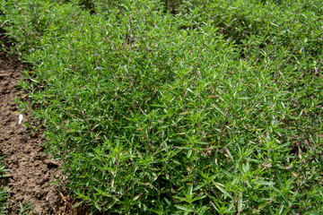 Auf diesem Feld in Sachsen-Anhalt wird Estragon, Artemisia dracunculus angebaut. Frischer Estragon...
