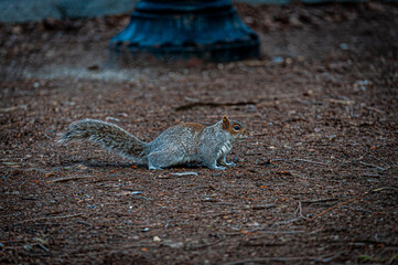squirrel pointing 