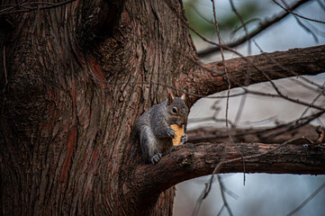 squirrel eating 