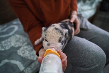 Pied mini baby pig in hand rearing