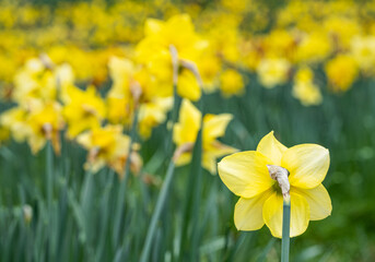Fototapeta premium Daffodils In Full Bloom In 'Daffodil Valley' At Waddesdon Manor In Buckinghamshire
