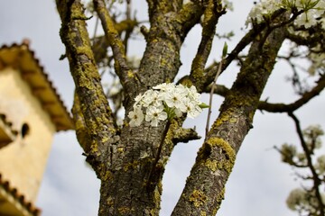 Ramillete de flores blancas sobre tronco y con el azul del cielo en primavera
