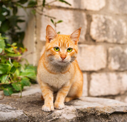Naklejka na ściany i meble Red cat with green eyes sits on the rocks.