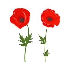 Poppy flower. Set. Color vector drawing