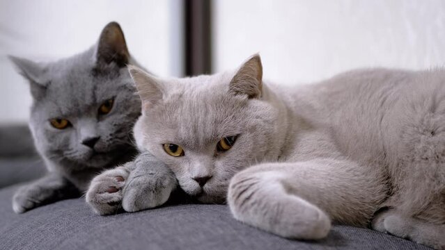 Two Sleepy Gray Fluffy Cats Lie on a Soft Pillow in the Room, Hugging Paws. Tired sleepy adorable pets relax, rest together at home. Purebred domestic cats with green eyes. Concept love for pets. 4K.