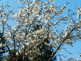 Magnolia kobus |  Mokryeon or kobus magnolia. Beautiful ornamental tree with fragrant star white or pale pink flowers on naked branches in early spring