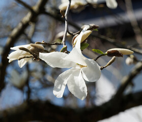 Magnolia kobus - Close up on white flowers on grey-brown branches without leaves of  Kobushi magnolia tree 
