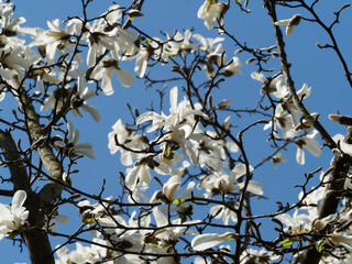 Magnolia kobus - Kobushi or thurber's magnolia tree in array of white scented blossom on grey-brown branches without leaves under a blue sky of early spring