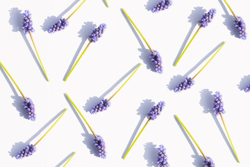Early spring blue flowers, creative natural pattern against white background. 