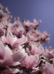 Magnolia fantasy