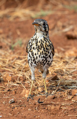 Groundscraper Thrush, Kruger National Park