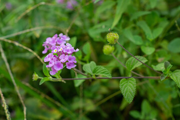 Fototapeta premium Flores y hojas de Lantana megapotamica, Buenos Aires, Argentina