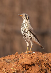 Groundscraper Thrush, Kruger National Park