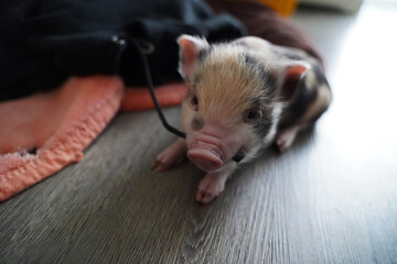 Pied mini baby pig in hand rearing