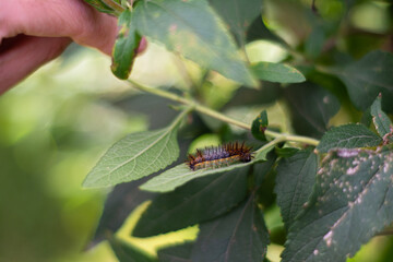 Oruga de Actinote pellenea - Austroeupatorium inulifolium, Buenos Aires, Argentina