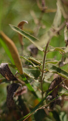 Oruga de Danaus plexippus - Oxypetalum solanoides, Buenos Aires, Argentina