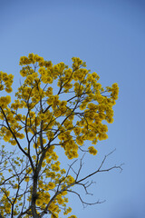 yellow tree against sky
