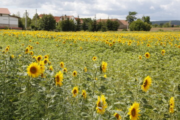 Fototapeta premium Sonnenblumen auf einem Feld im Thueringer Becken. Thueringen, Deutschland, Europa -- Sunflowers in a field in the Thuringian Basin. Thuringia, Germany, Europe