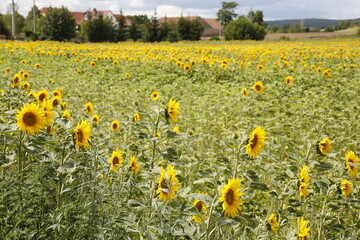 Fototapeta premium Sonnenblumen auf einem Feld im Thueringer Becken. Thueringen, Deutschland, Europa -- Sunflowers in a field in the Thuringian Basin. Thuringia, Germany, Europe