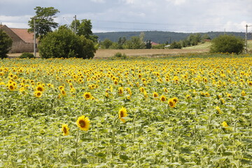 Obraz premium Sonnenblumen auf einem Feld im Thueringer Becken. Thueringen, Deutschland, Europa -- Sunflowers in a field in the Thuringian Basin. Thuringia, Germany, Europe