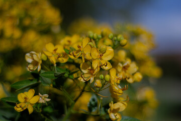  Flores de Sen del campo - Senna corymbosa 