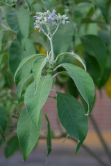 Flores y hojas de Solanum granuloso-leprosum