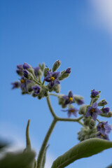 Flores de Solanum granuloso-leprosum