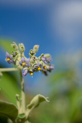 Flores de Solanum granuloso-leprosum fondo azul,  Buenos Aires, Argentina