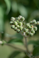 Semilla de Solanum granuloso-leprosum,  Buenos Aires, Argentina