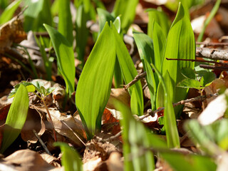 wild garlic