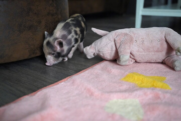 Pied mini baby pig in hand rearing