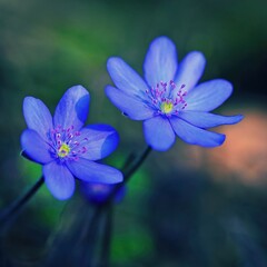 Fototapeta premium Spring flower. Beautiful purple plant in the forest. Colorful natural background. (Hepatica nobilis)