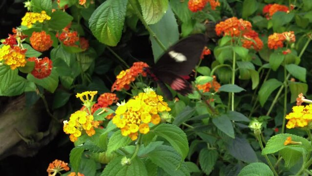 Butterfly waving with its wings. Macro video