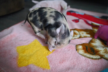 Pied mini baby pig in hand rearing