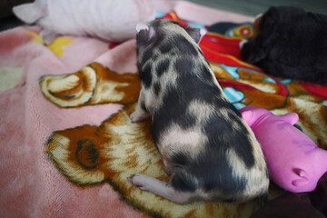 Pied mini baby pig in hand rearing