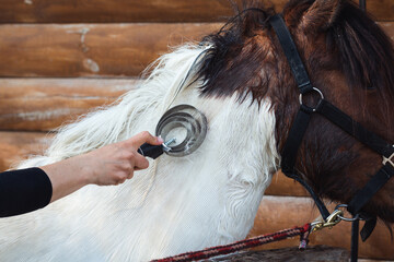 Woman's hand grooming white horse's neck after washing outdoors, animal love and care. Removing...