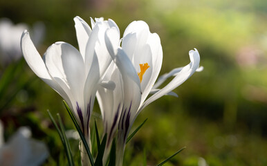 Close-up of white flowering crocus with yellow pollen, in the meadow, in springtime with sunshine and backlight