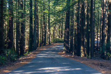 Fototapeta premium Road through large pine trees 
