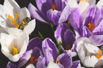 Honey bee in the crocus flowers. Honey bee gathering pollen. Honey bee in the flower. Macro honey bee. Insect in the flower. Crocus flower in full bloom - obrazy, fototapety, plakaty