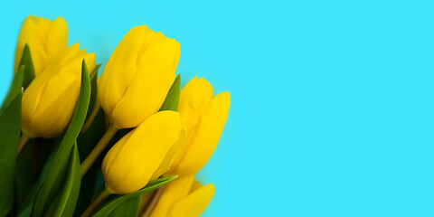 Festive composition with bouquet of beautiful yellow tulips on a blue background. Banner. Top view. Copy space.