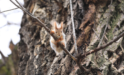 funny squirrel on a tree branch