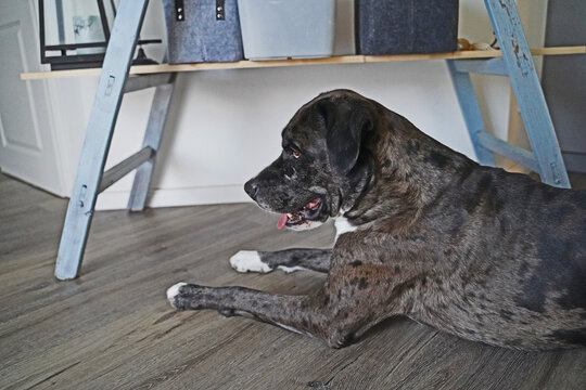 visit the Great Dane- boxer mix Floki
