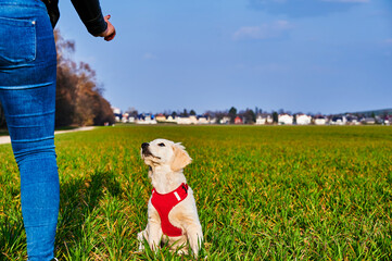 Attentive and curious Golden Retriever puppy waiting for a hand signal from his owner.