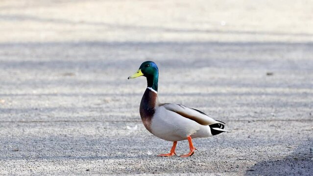 The male duck walks and looks into the camera. Beautiful drake close-up.