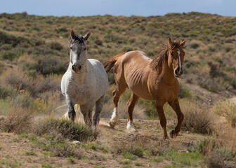 Two wild mustangs in the Sand Wash Basin of Northern Colorado