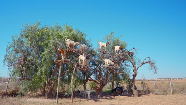 Goats climb the Argan tree, Morocco. Action. Animals and green tree growing among sand desert on a blue sky background.