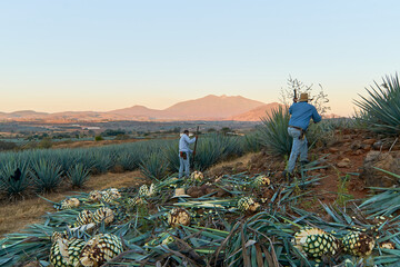 Jimador or farmer working in a tequila plantation in Jalisco, Mexico.