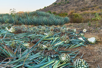 Agave field, with freshly harvested agave plants, in Jalisco, Mexico.